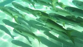 海洋鱼类视频爆料,揭秘海洋鱼类神秘生活  第2张